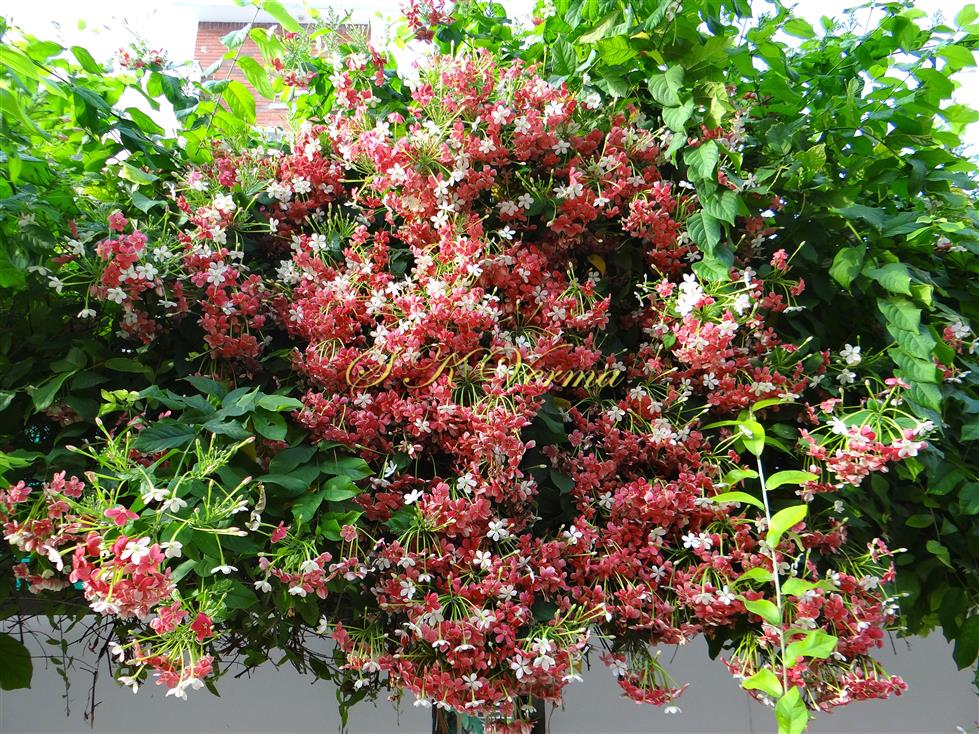  Plant in bloom